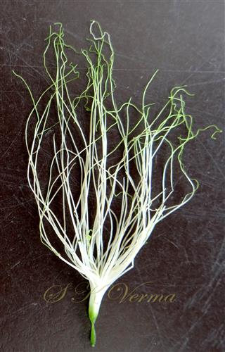  Monoadelphous Stamens